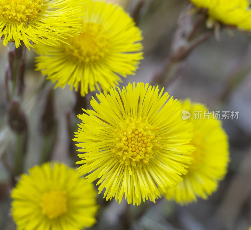 钶钽钽(Tussilago farfara)